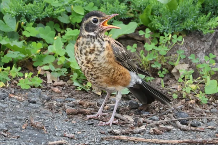 American Robin