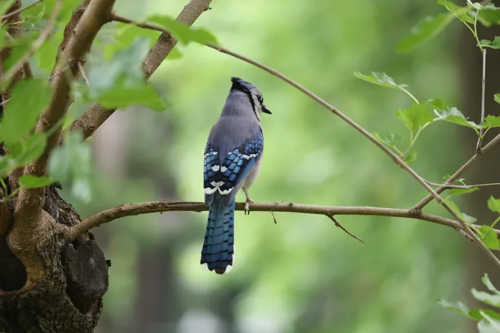 Blue Jay