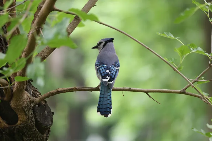 Blue Jay