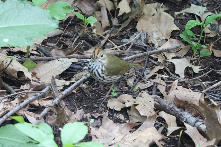 Ovenbird