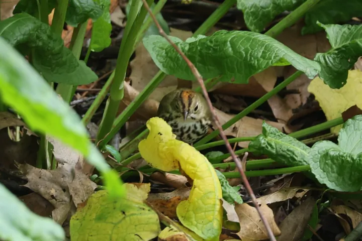 Ovenbird