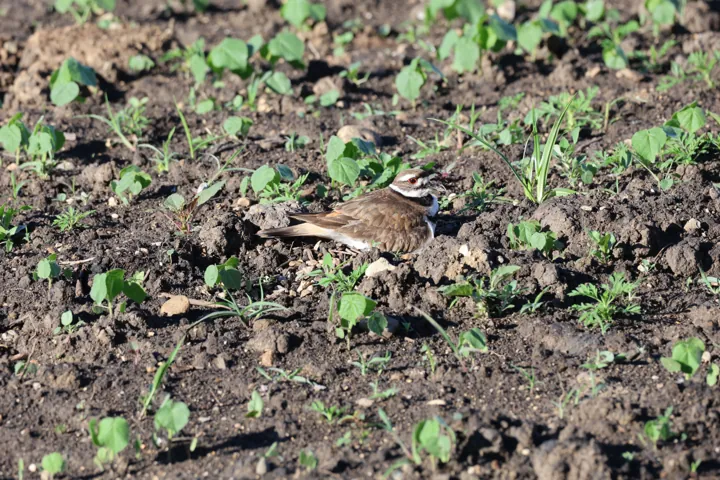 Killdeer