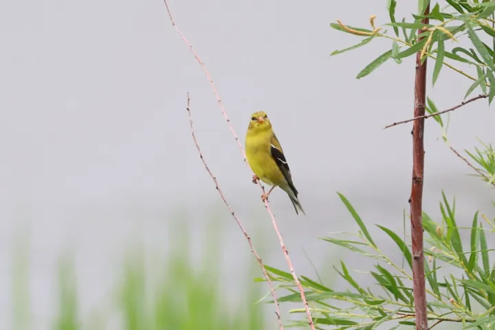 American Goldfinch