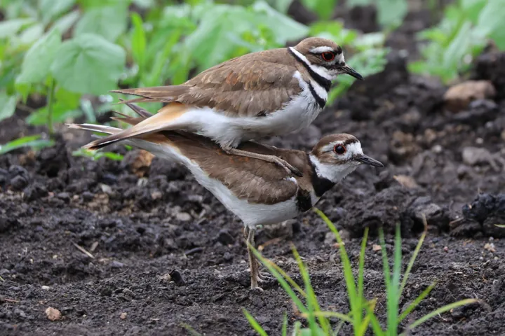 Killdeer