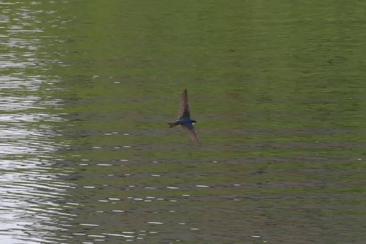 Tree Swallow
