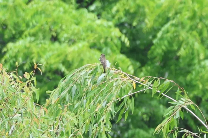 Alder Flycatcher