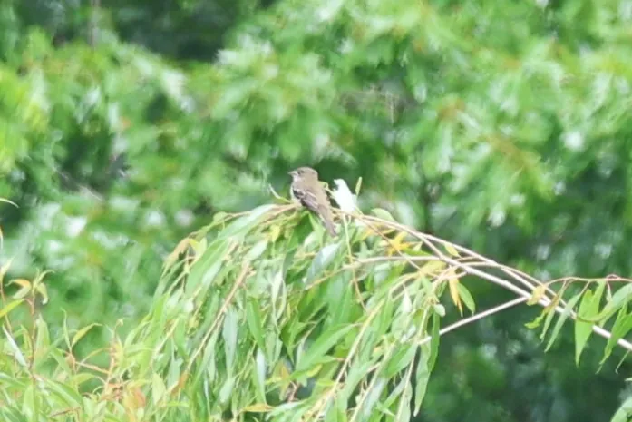Alder Flycatcher