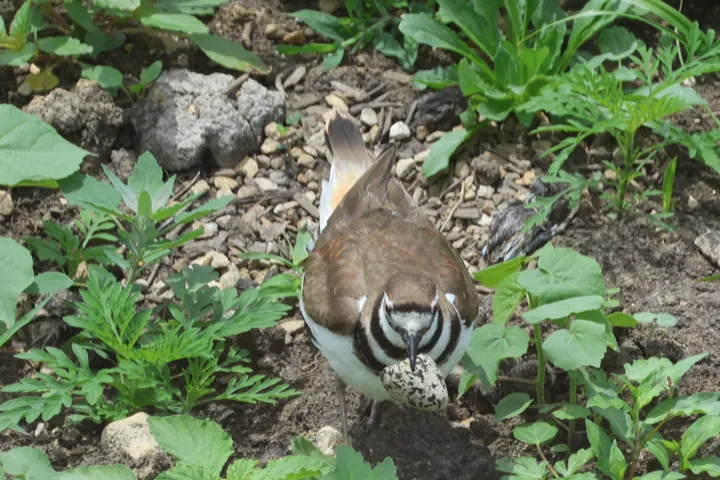 Killdeer
