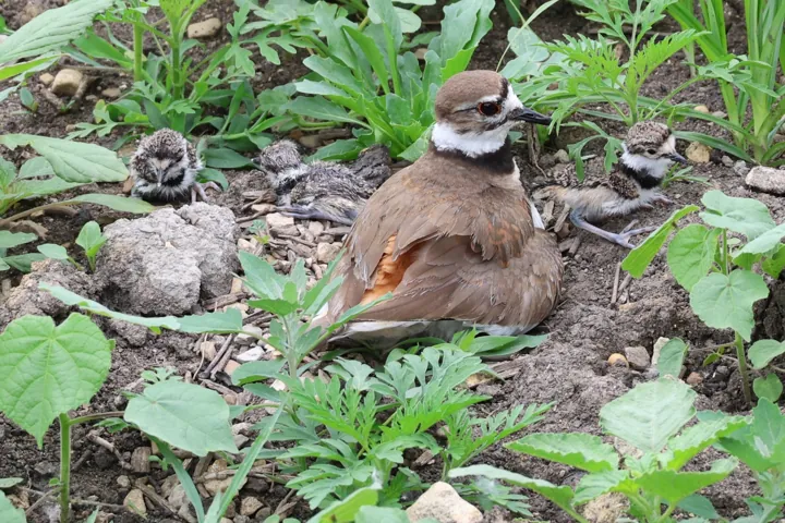 Killdeer