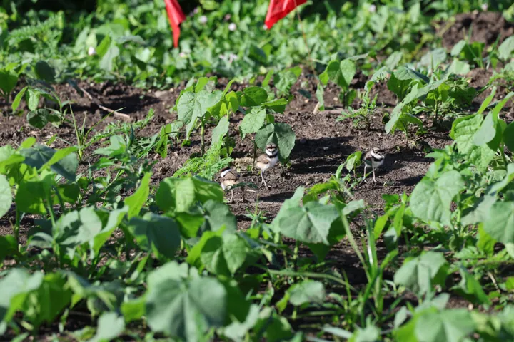 Killdeer