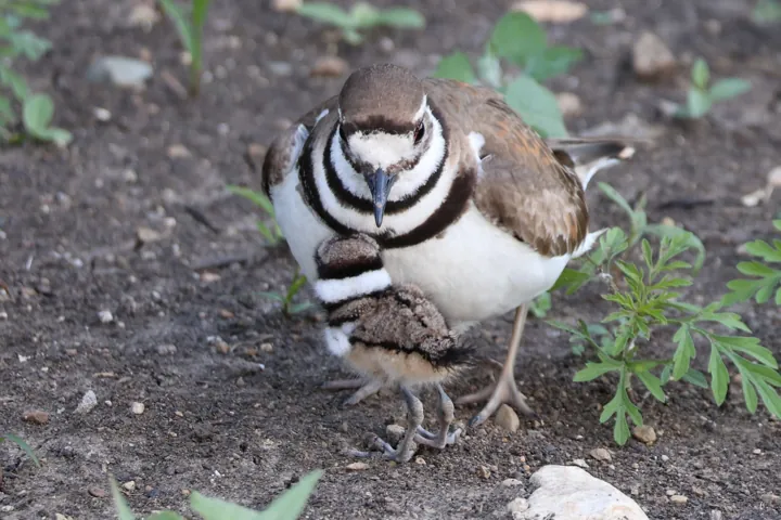 Killdeer