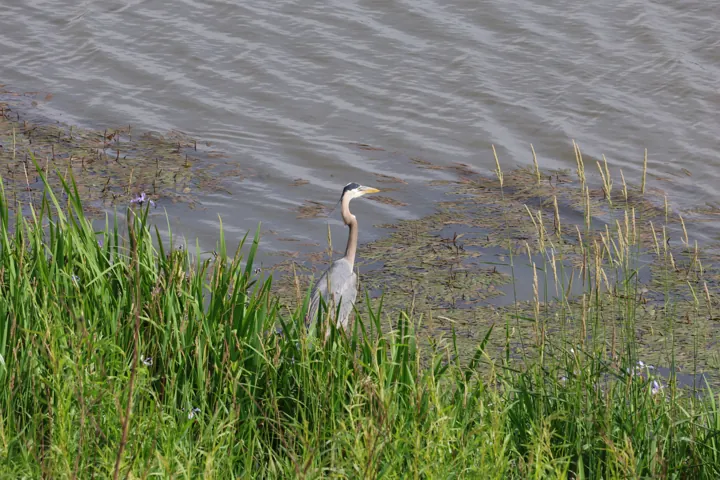Great Blue Heron