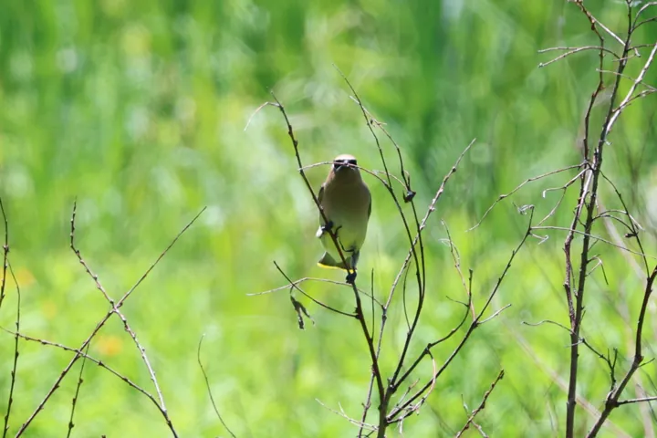 Cedar Waxwing