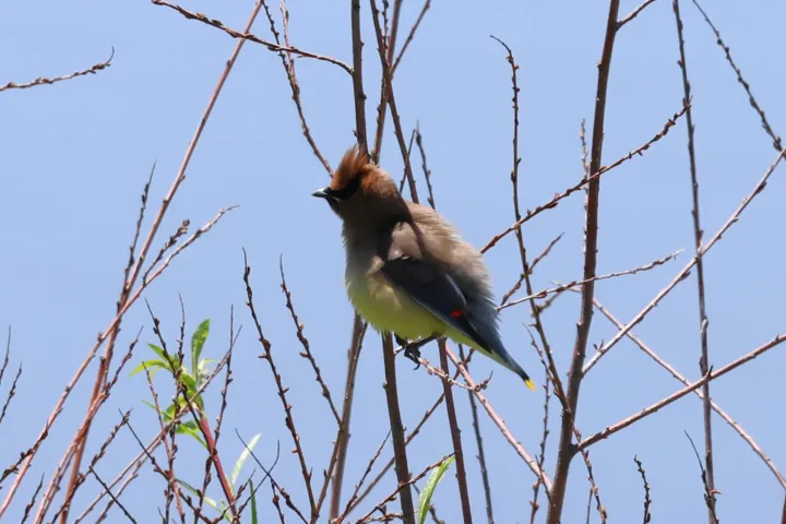Cedar Waxwing