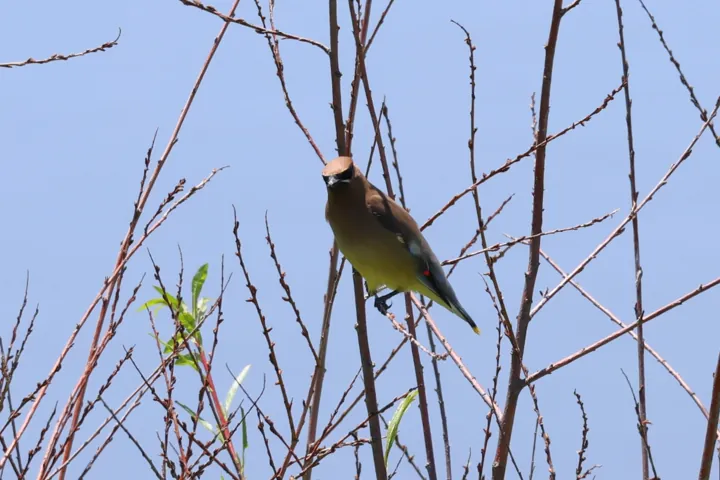 Cedar Waxwing