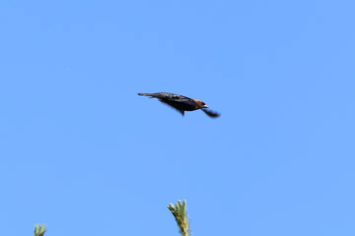 Brown-headed Cowbird