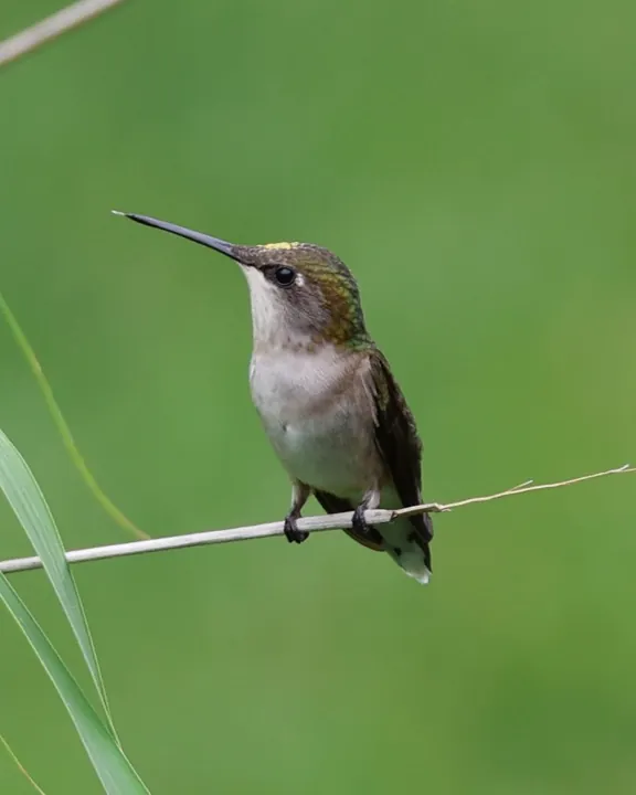 Ruby-throated Hummingbird