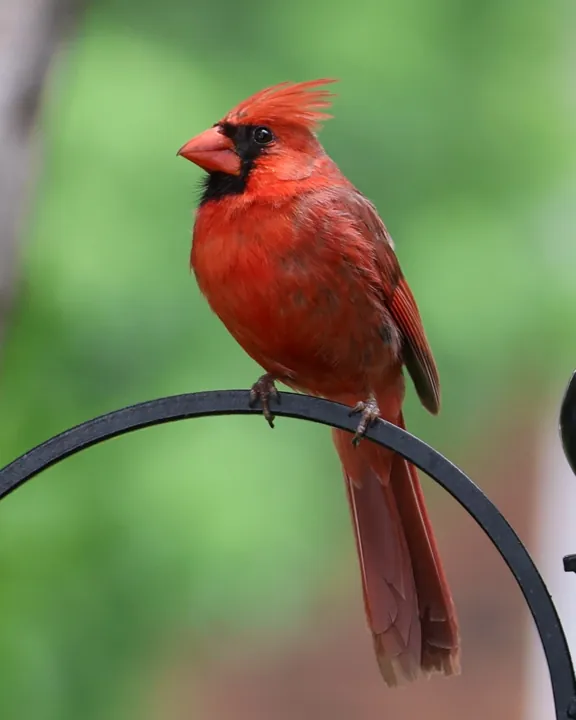 Northern Cardinal