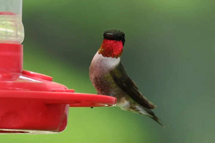 Ruby-throated Hummingbird
