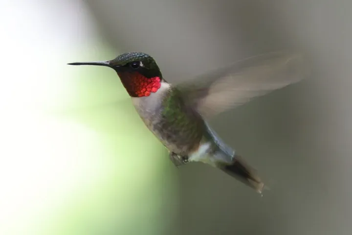 Ruby-throated Hummingbird