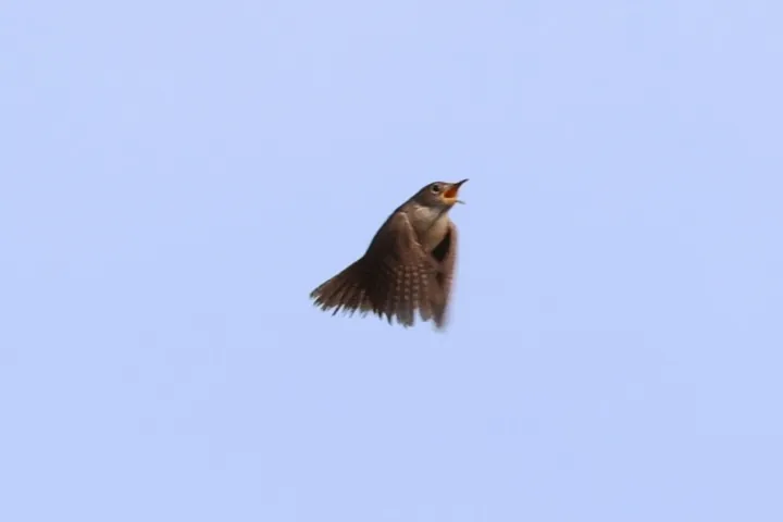 Northern House Wren