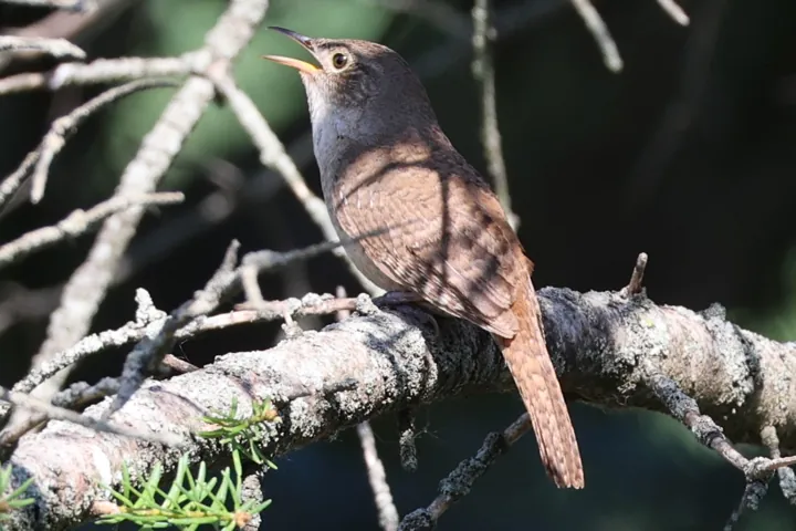 Northern House Wren