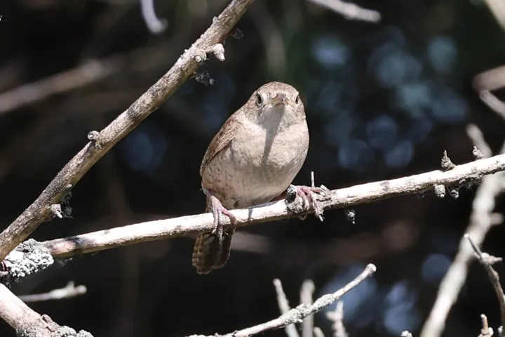 Northern House Wren