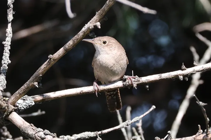 Northern House Wren