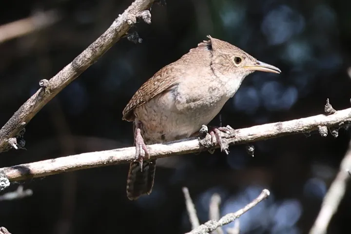 Northern House Wren