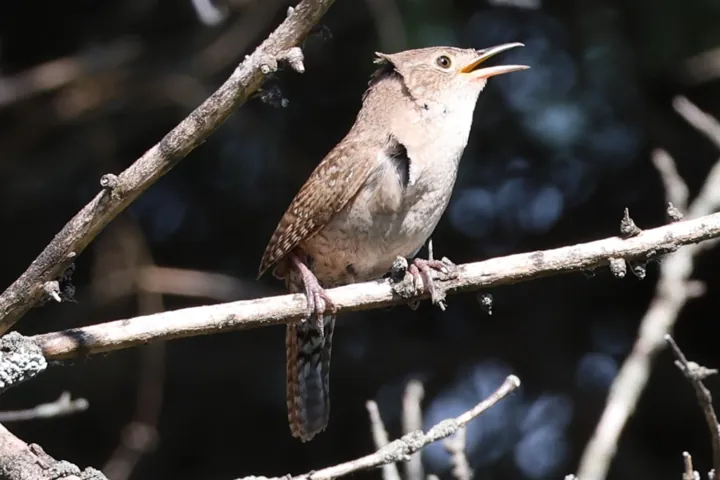 Northern House Wren