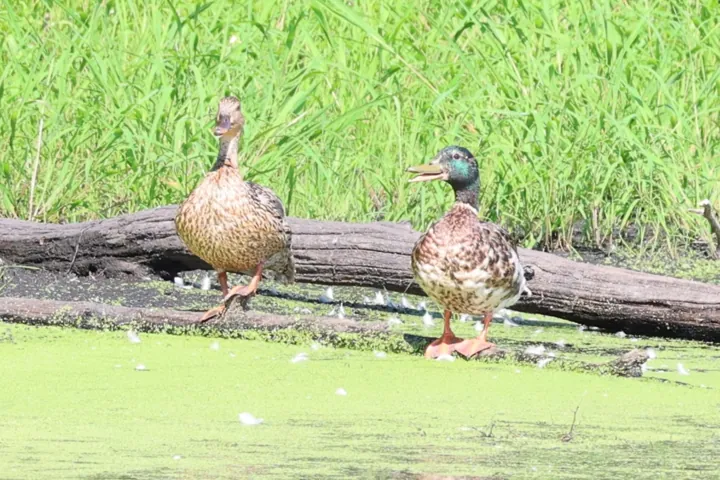Mallard