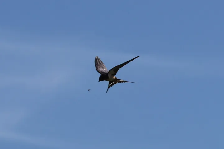 Barn Swallow