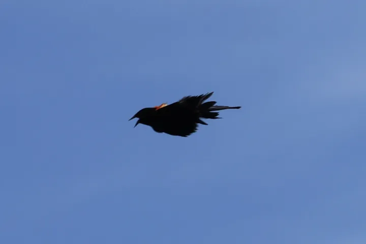 Red-winged Blackbird