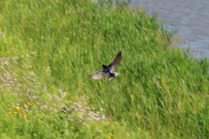 Barn Swallow
