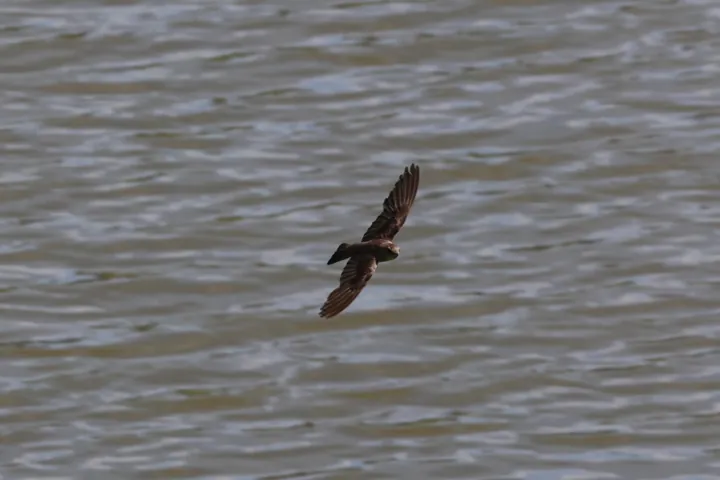 Northern Rough-winged Swallow