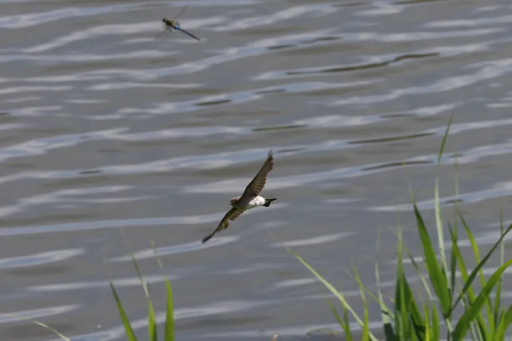 Northern Rough-winged Swallow