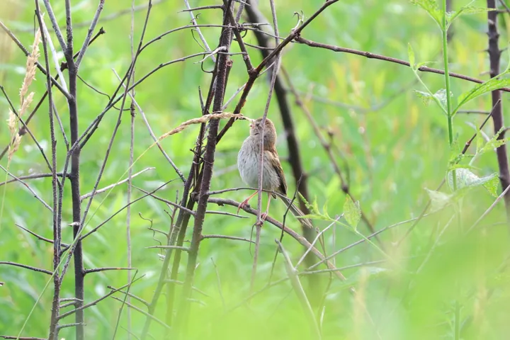 Field Sparrow