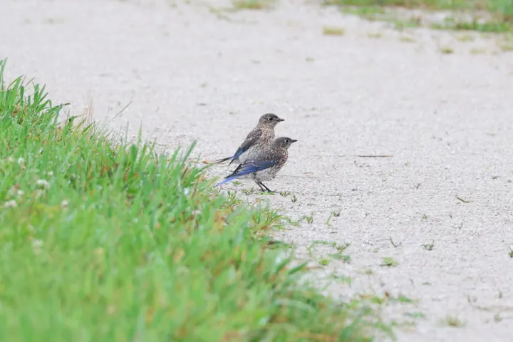 Eastern Bluebird