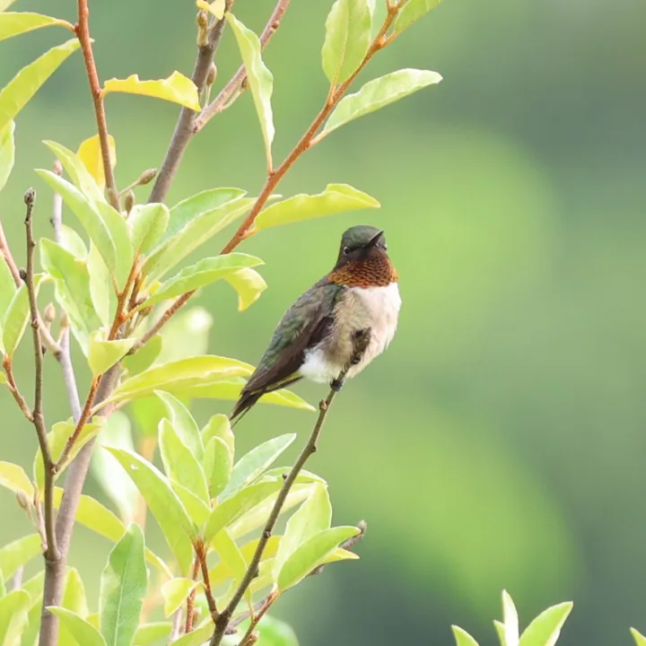 Ruby-throated Hummingbird