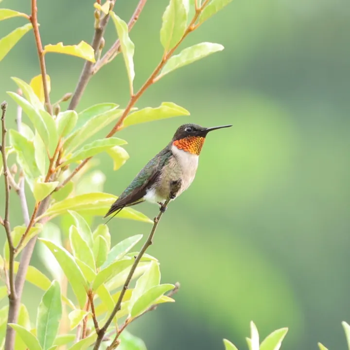 Ruby-throated Hummingbird