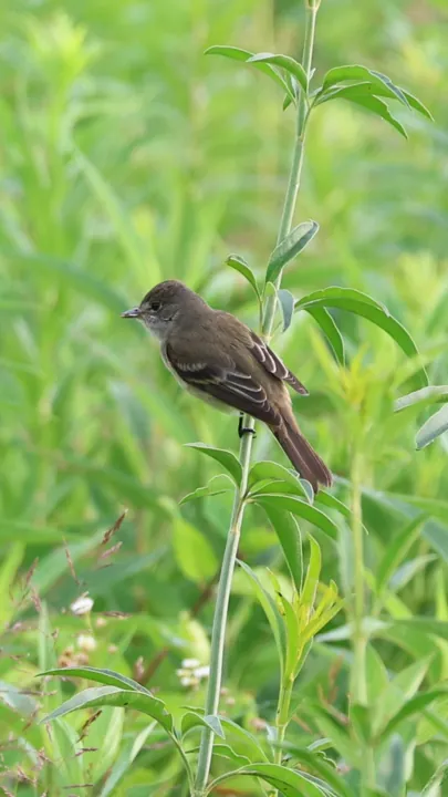 Willow Flycatcher