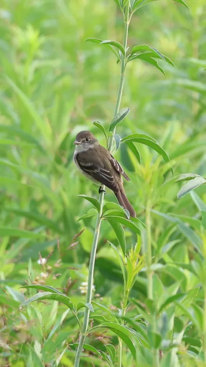 Willow Flycatcher