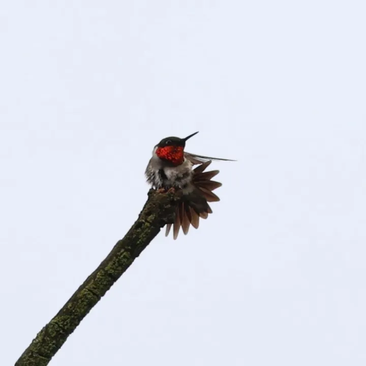 Ruby-throated Hummingbird