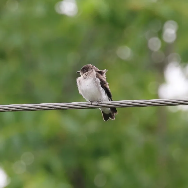 Northern Rough-winged Swallow
