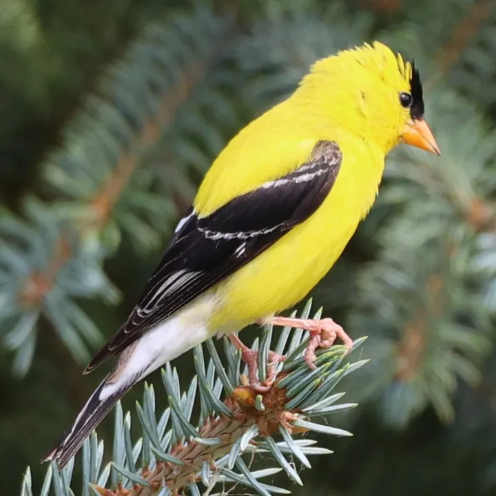American Goldfinch