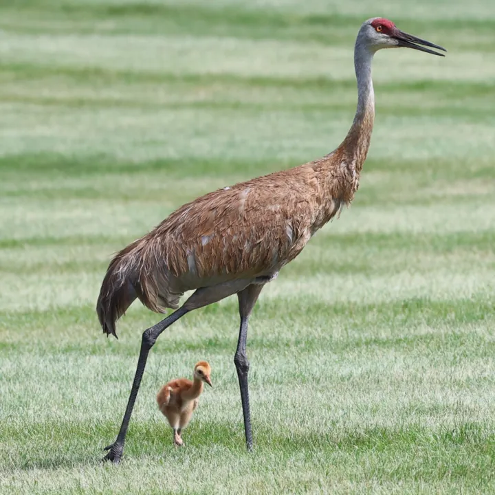 Sandhill Crane