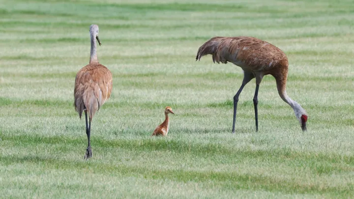 Sandhill Crane