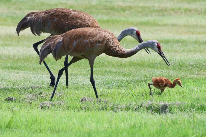Sandhill Crane