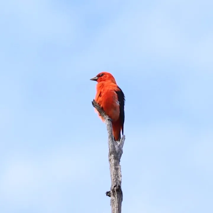 Scarlet Tanager