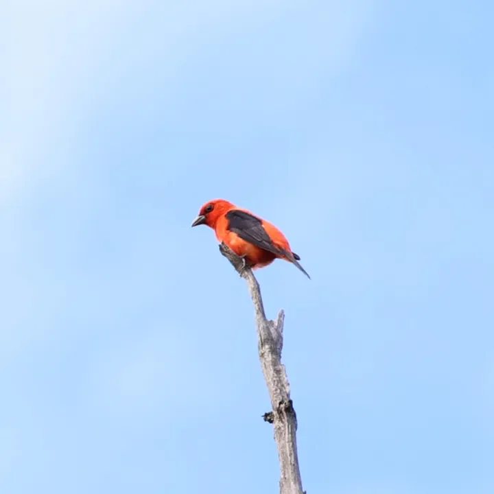Scarlet Tanager